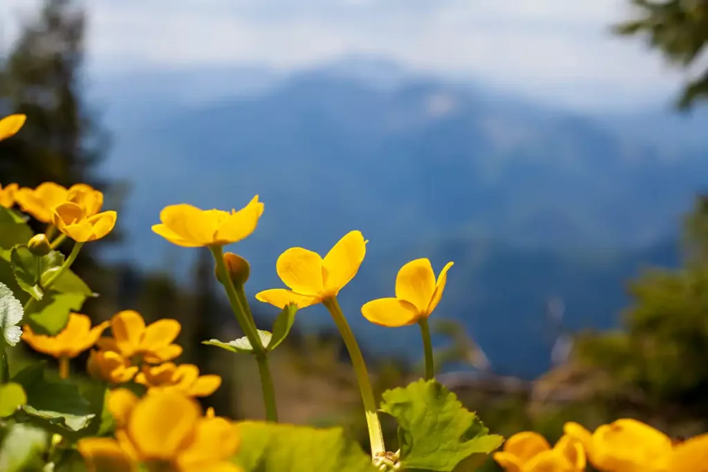 Taubensteinbahn hinauf in das Wandergebiet Spitz8ingsee in Bayern