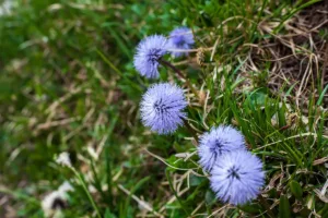 fuenfseen B230601 spitzing widmann IMG 0214 Kopie