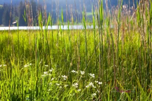 fuenfseen c B230601 spitzing widmann IMG 0471 Kopie