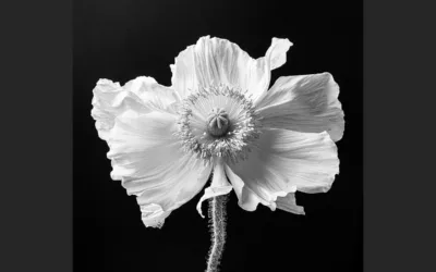 bis 18.08.2023 Power Flower im Schlossgarten