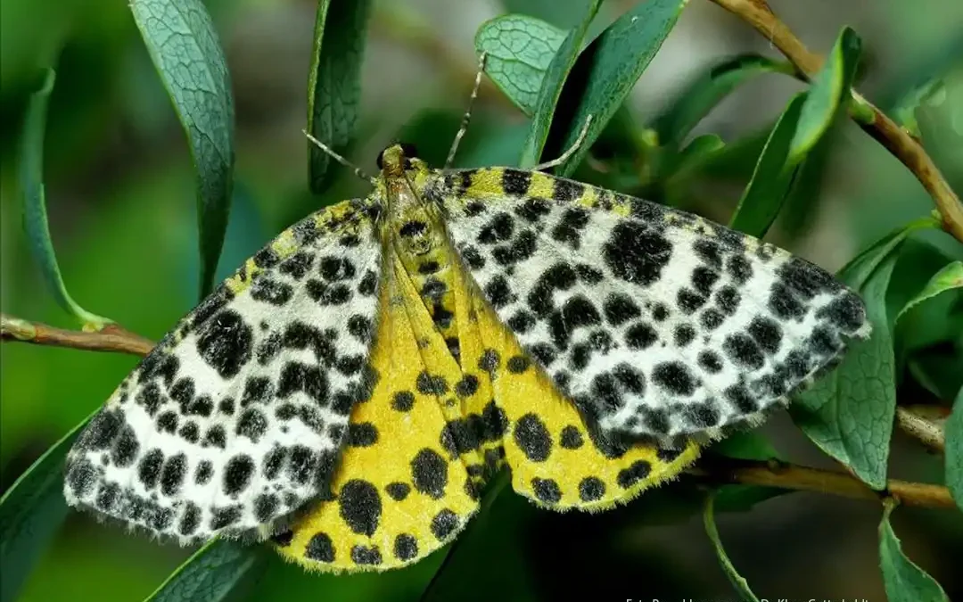 07.05.2025 – Moorschmetterlinge im Fünfseenland