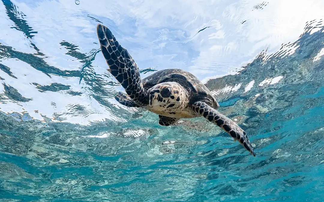 Das The Ritz-Carlton Maldives, Fari Islands engagiert sich 365 Tage im Jahr für den Schutz der Meere