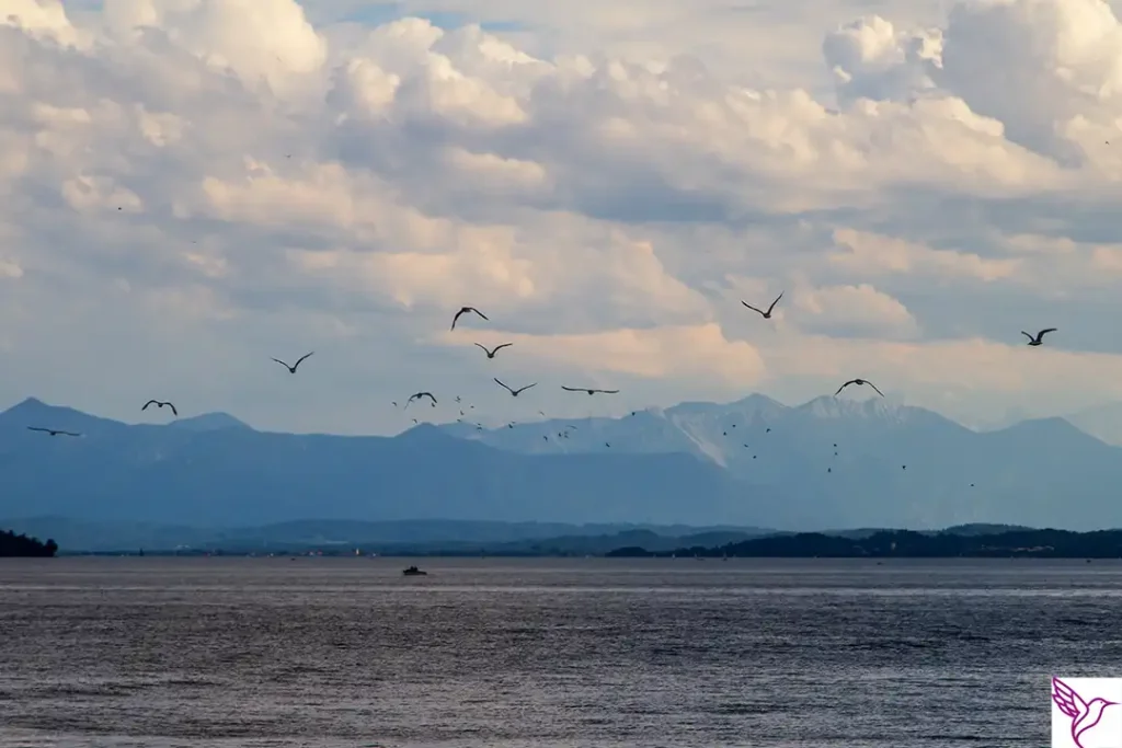 Münchner Wassersportfestival 5 Möven über dem Starnberger See mit Bergpanorama und einem Boot bei aufziehendem Regenwetter