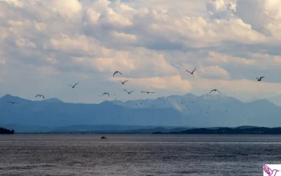 Münchner Wassersportfestival