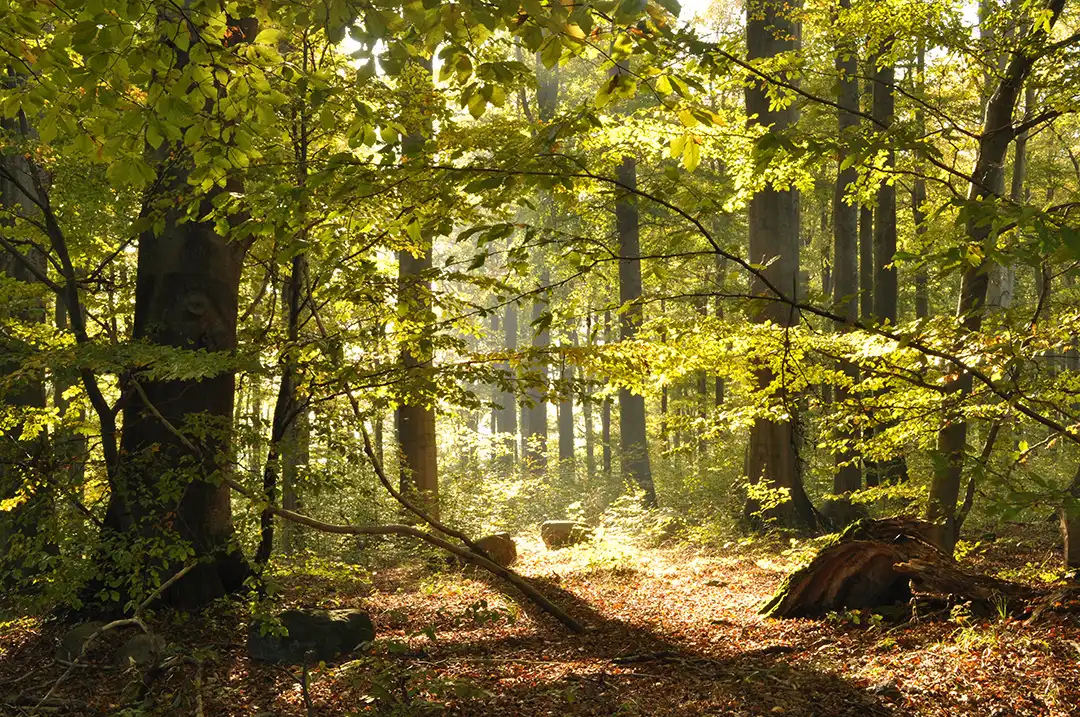 Serrahner Buchenwälder Copyright Barbara Luethi