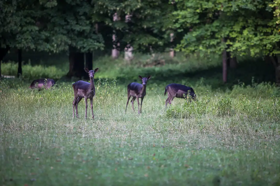 Rehe im Wildpark Landsberg am Lech.