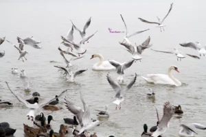 Winter an den bayerischen Seen