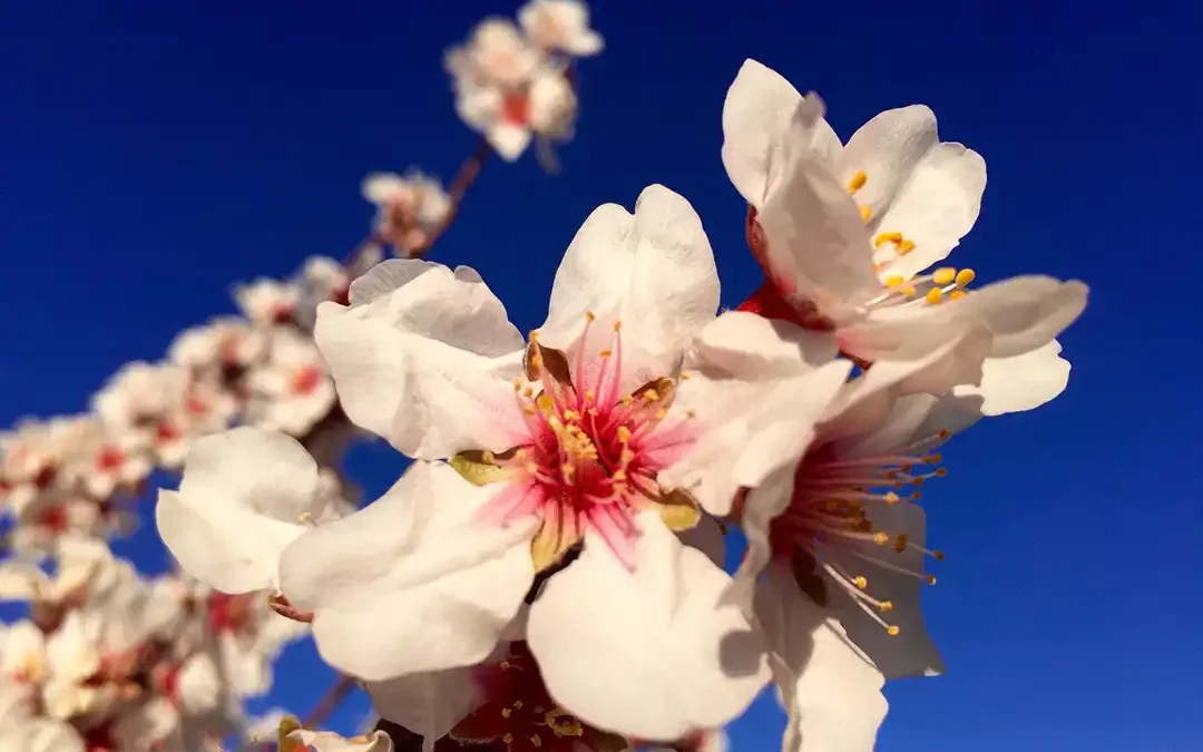 53. „Fiestas del Almendro en Flor“ Mandelblütenfest in Tejeda