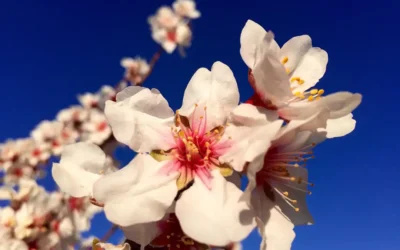 53. „Fiestas del Almendro en Flor“ Mandelblütenfest in Tejeda